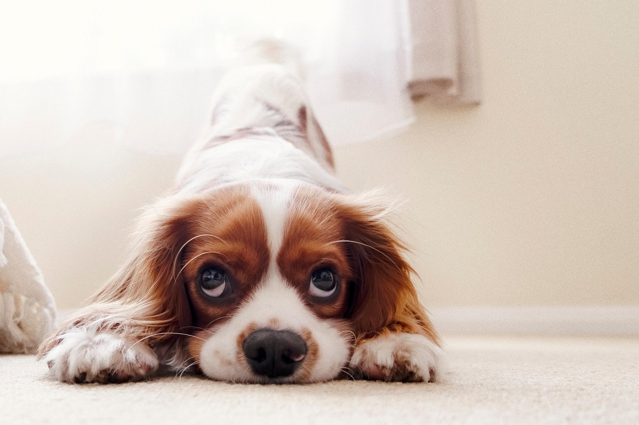 Cavalier King Charles spaniel bowing with its front paws stretched forward
