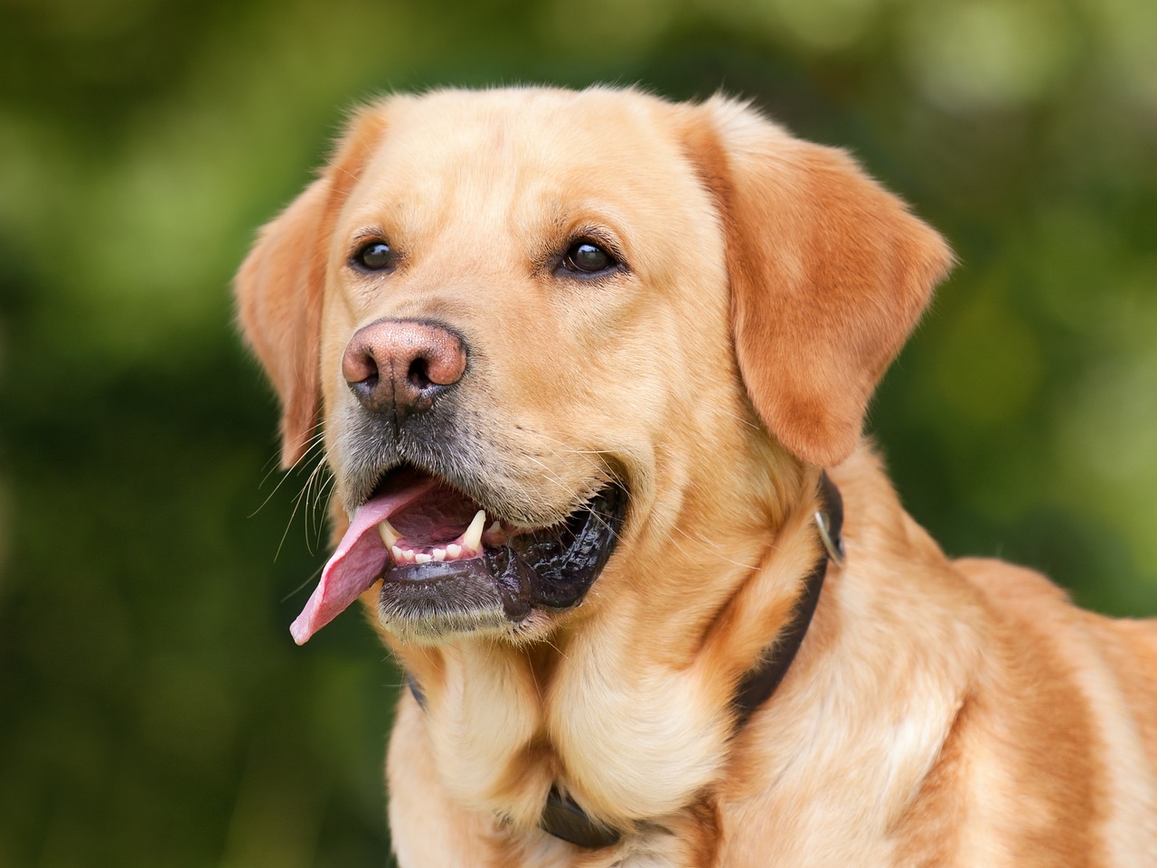 Yellow Labrador retriever outdoors against a green background