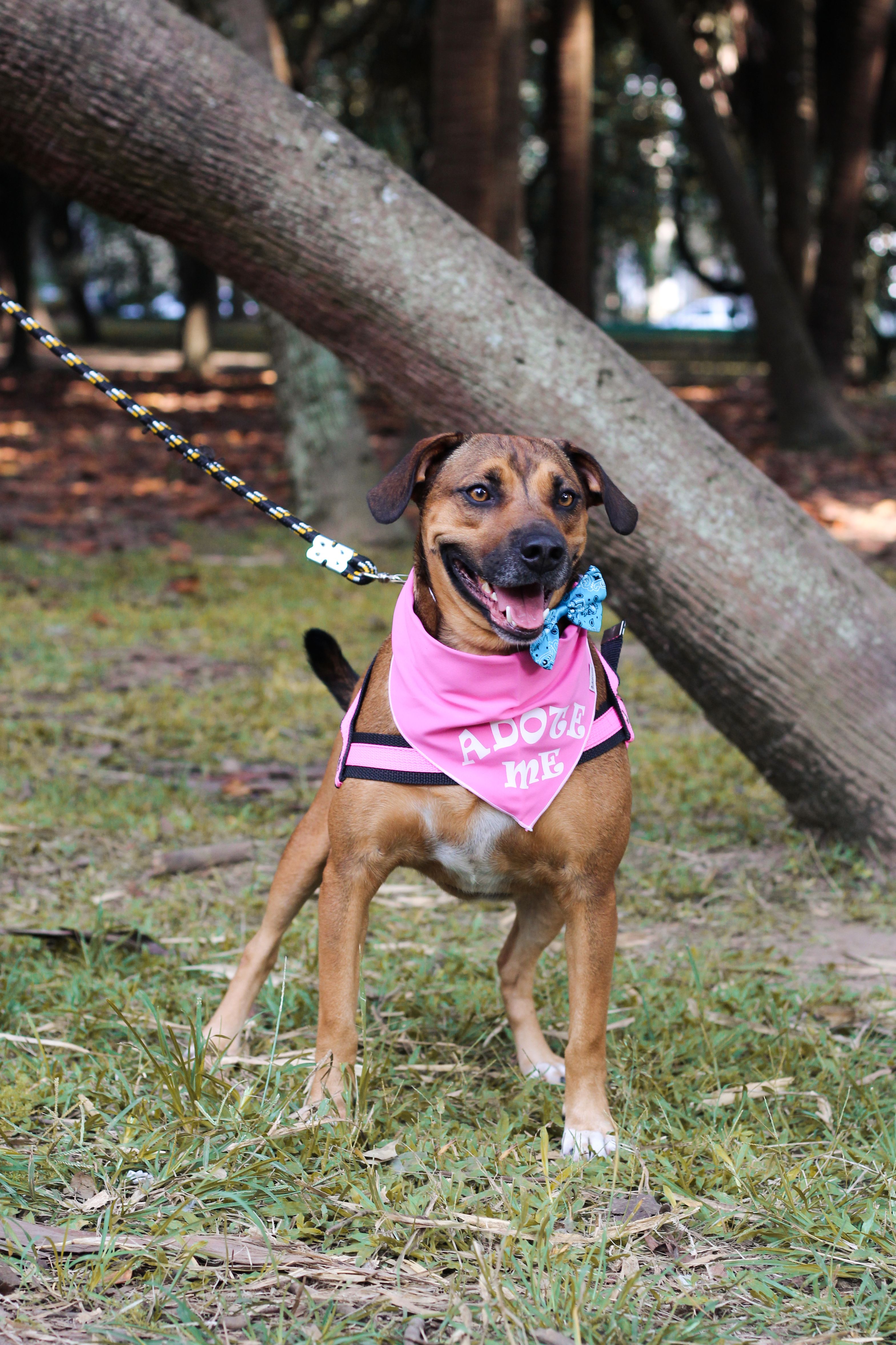 Brown dog outdoors wearing a pink adoption bandana and harness
