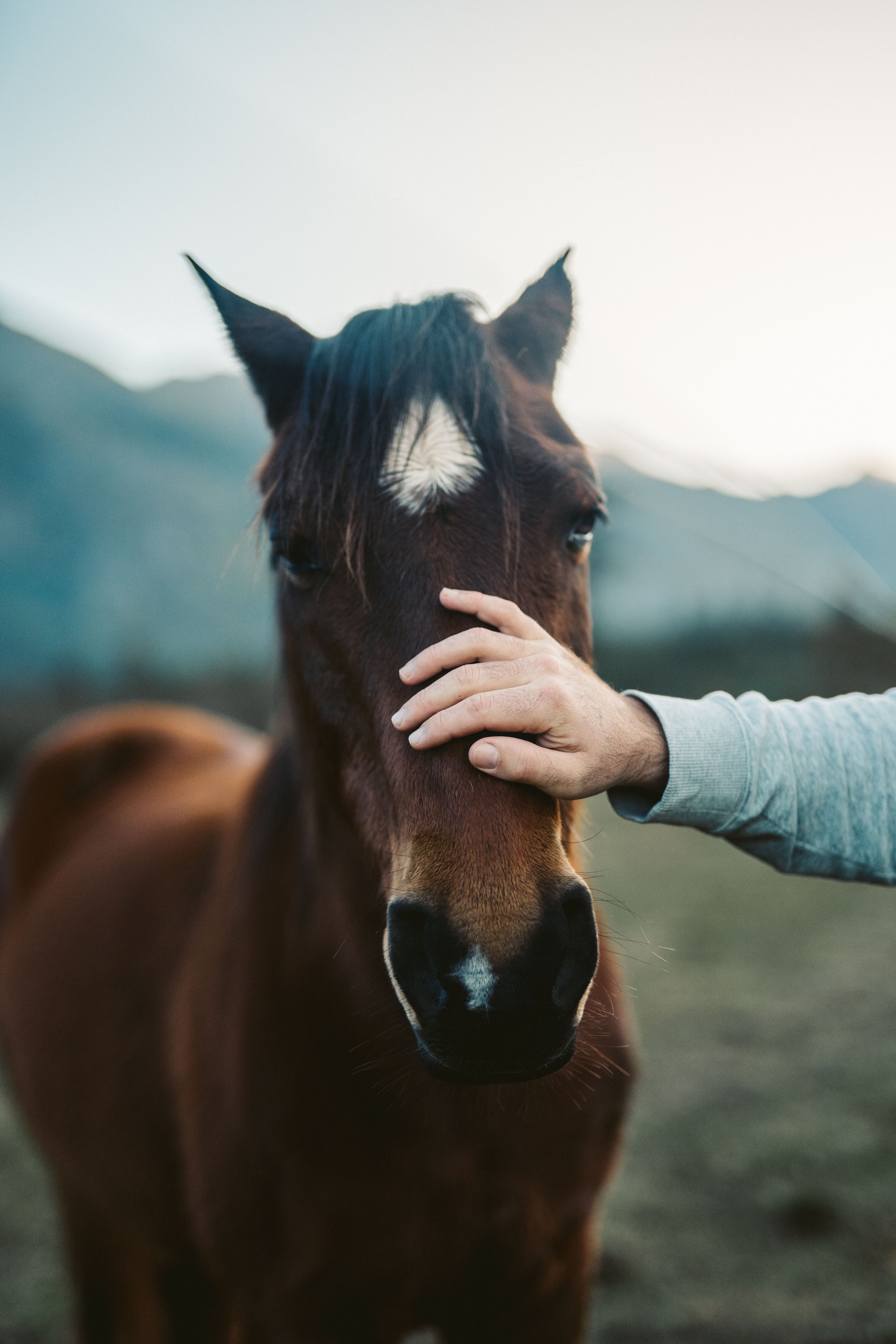 A person gently resting a hand on a horse's face outdoors