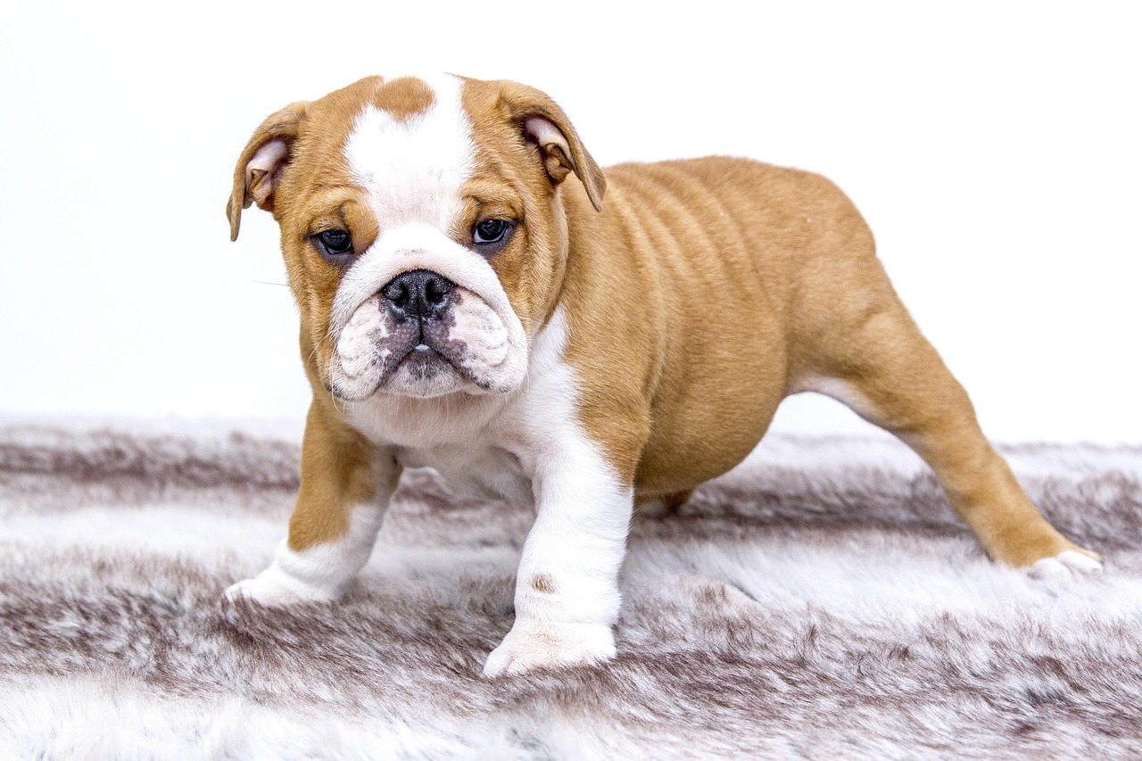 Brown and white bulldog puppy standing on a soft blanket